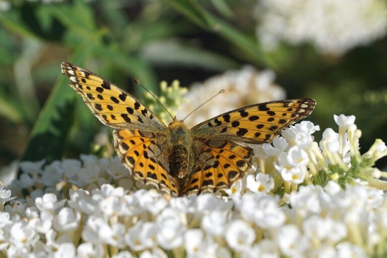 butterfly, beautiful flowers, butterfly bush-8035540.jpg