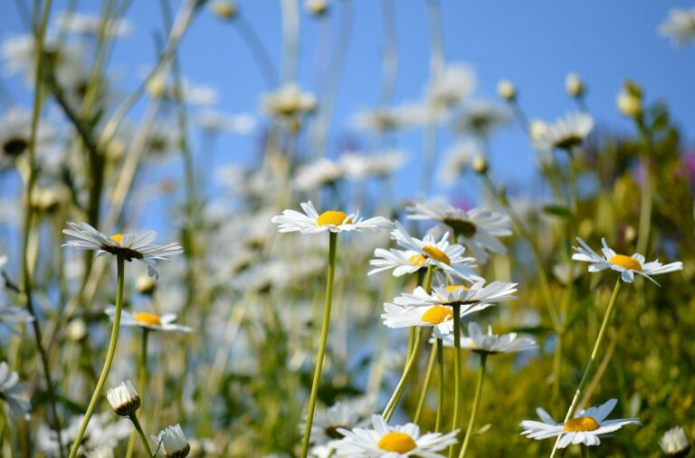 daisies, flower, garden-8040601.jpg