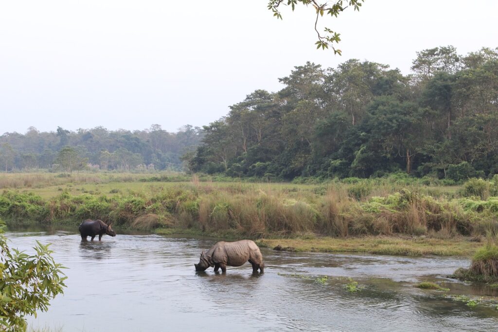 rhino, flow, chitwan-4642501.jpg