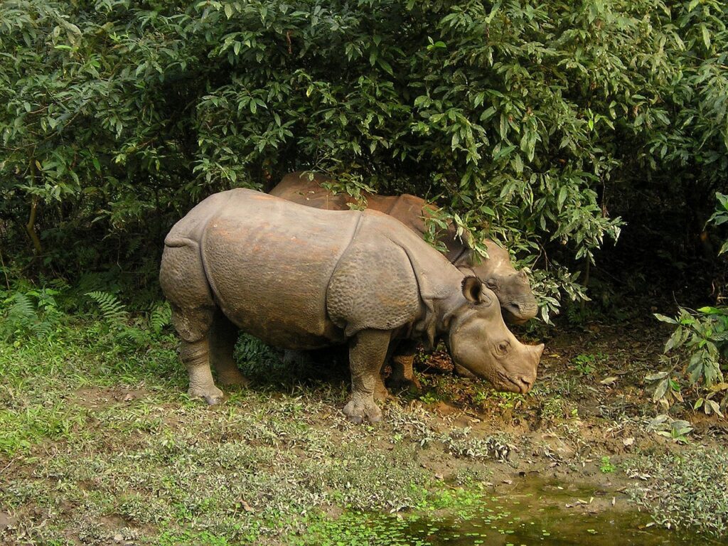 rhinos, rhino, nepal-382.jpg